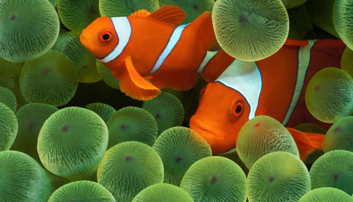 Fish iPhone Wallpaper