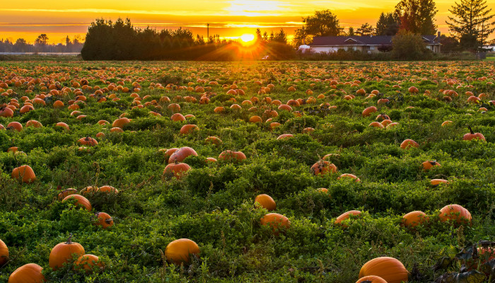 Pumpkin Picking Wallpaper