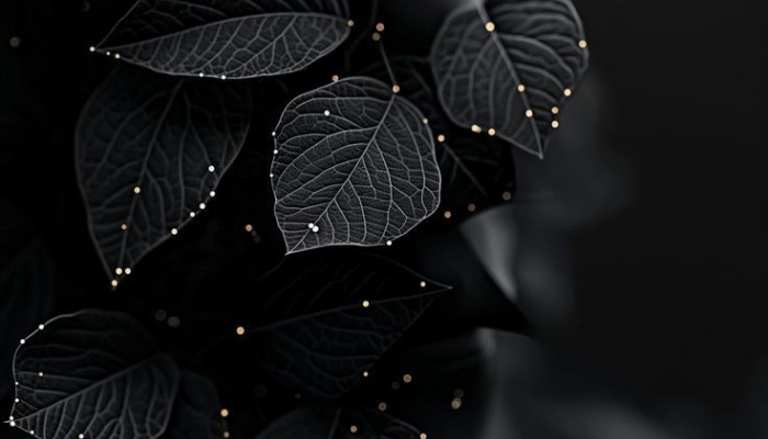 Beautiful Black Wallpaper