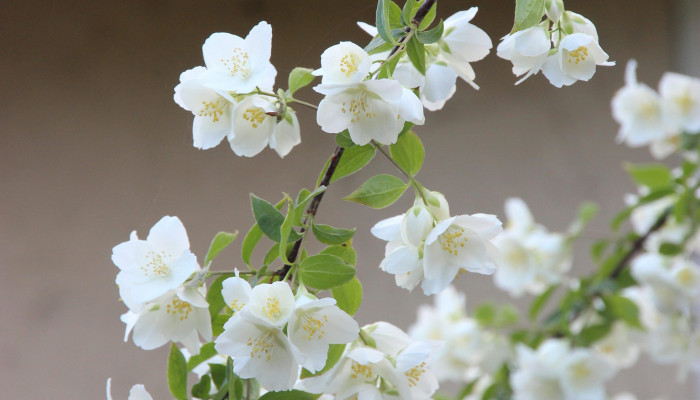Jasmine Flower Wallpaper