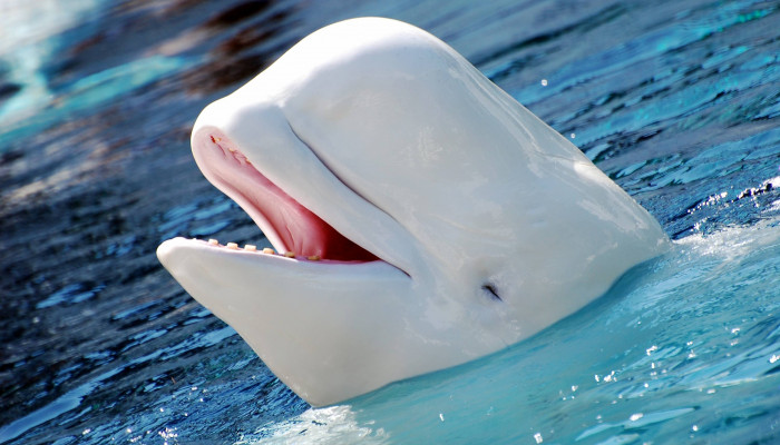 Beluga Wallpaper