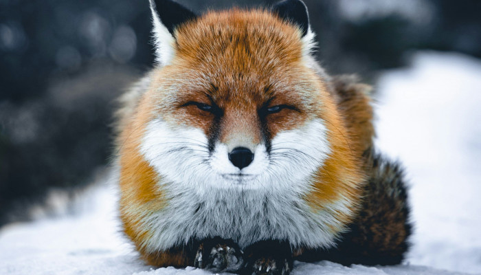 Snow Animal Wallpaper