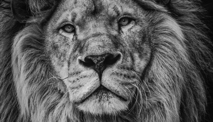 Lion Black and White Wallpaper