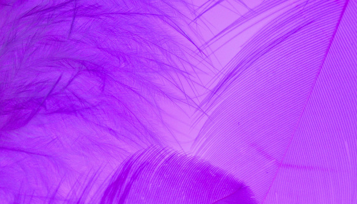 Purple Feather Wallpaper