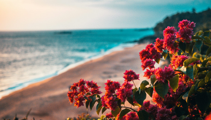 Flowers in Ocean Wallpaper