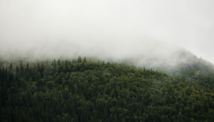 Norway Forest Wallpaper