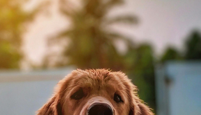 Beautiful Dogs Wallpaper