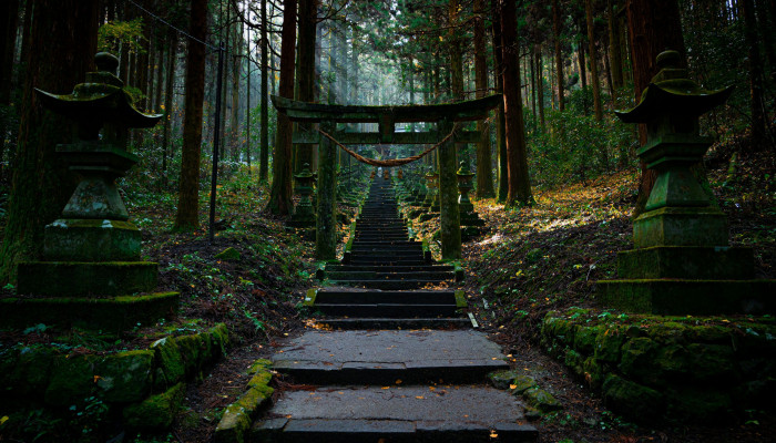 Japan Forest Wallpaper