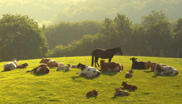 Farm Animal Wallpaper