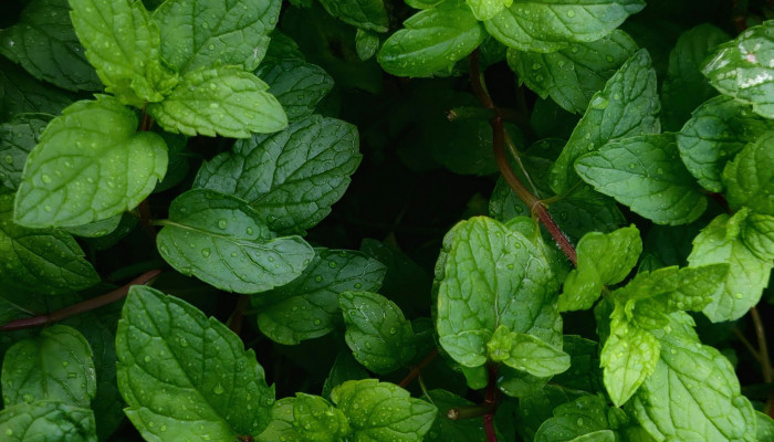 Mint Leaf Wallpaper