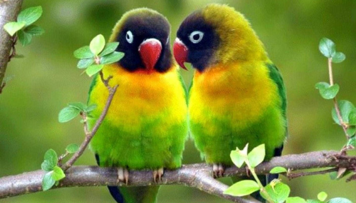 Cute Parrot Wallpaper