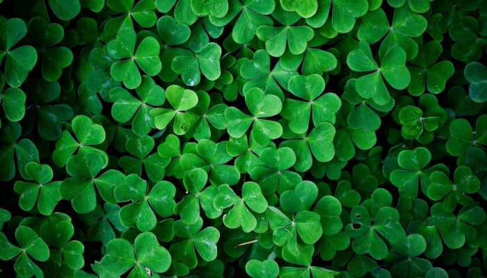 Shamrock Wallpaper
