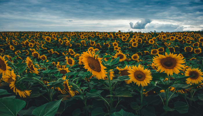 Flower Field 4K Wallpaper