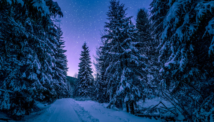 Winter Forest Night Wallpaper