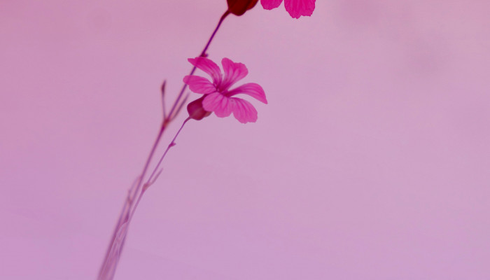 Flower Plain Wallpaper