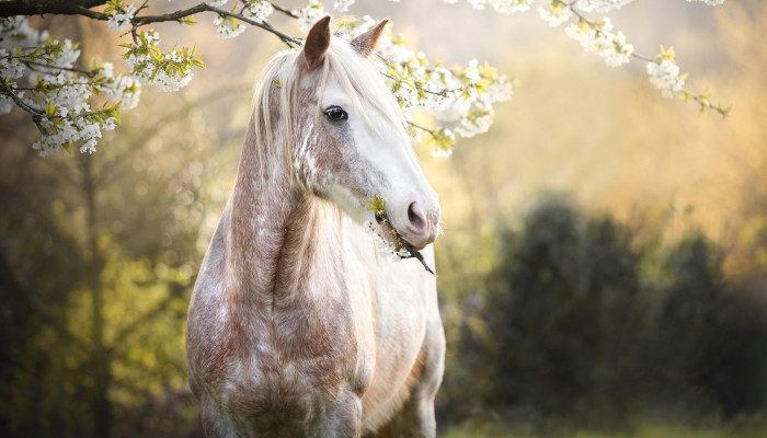 Horses Spring Wallpaper