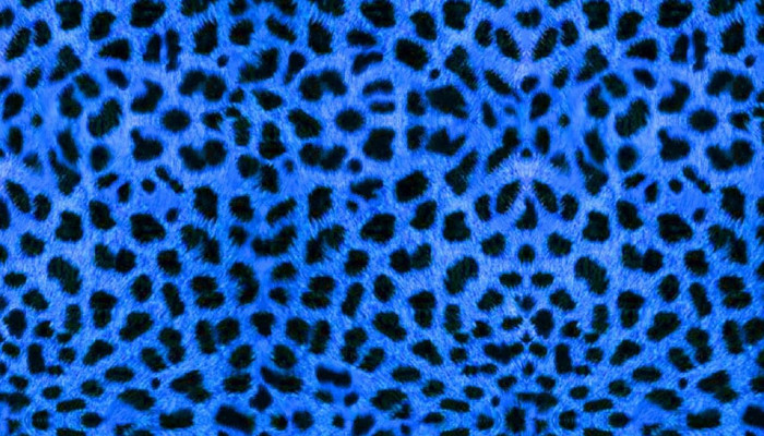 Blue Leopard Wallpaper