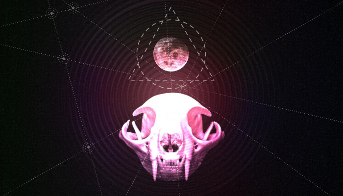 Cat Skull Wallpaper
