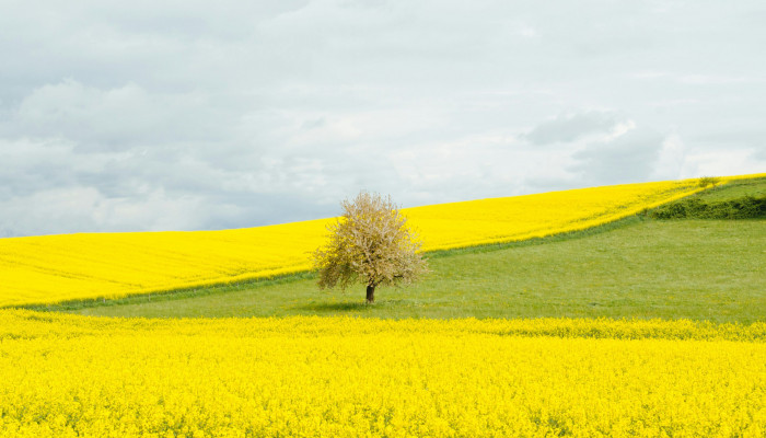 Yellow Nature Wallpaper