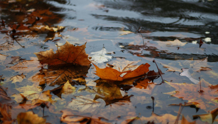 Rainy Autumn Wallpaper