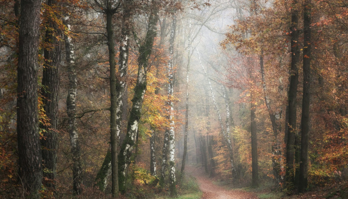 Autumn Woods Wallpaper