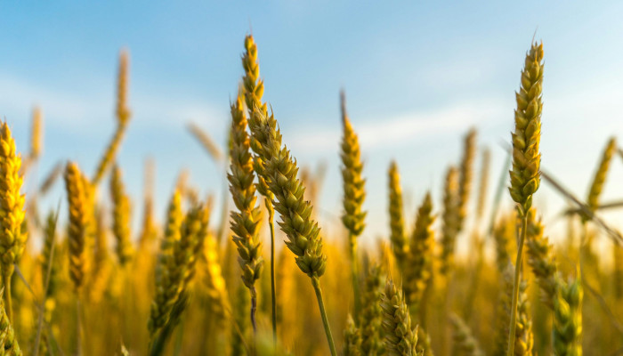 Crops Wallpaper