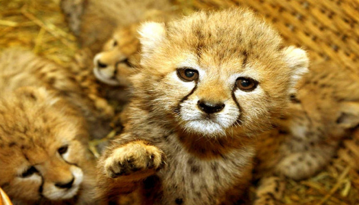 Baby Wild Animals Wallpaper