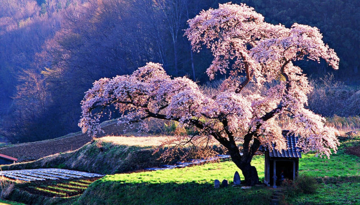 Japan Tree Wallpaper