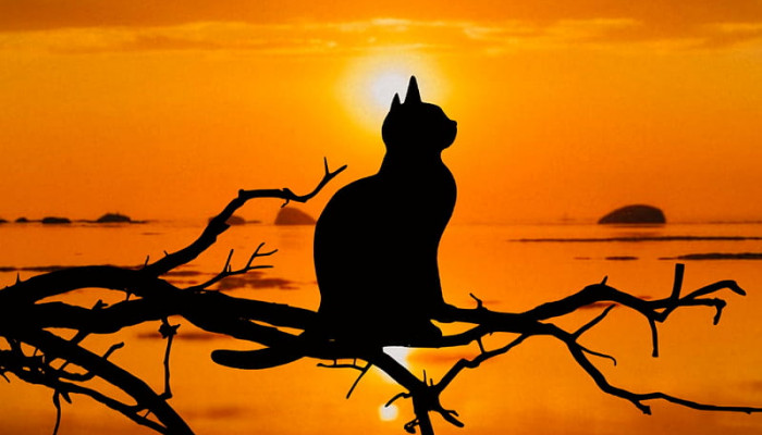 Cat Sunset Wallpaper