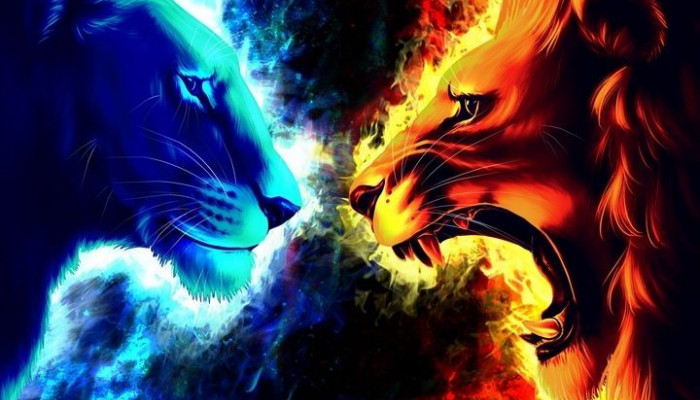 Lion Tiger Wallpaper