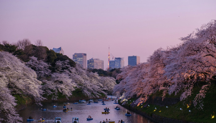 Tokyo Sakura Wallpaper