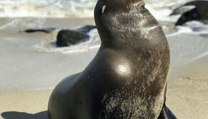 Sea Lion Wallpaper