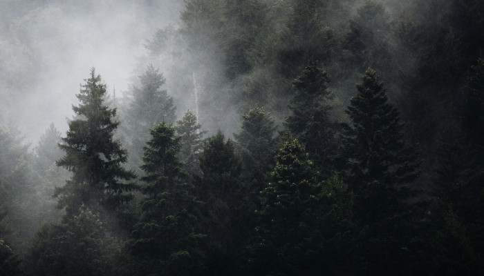Forest Rain Wallpaper