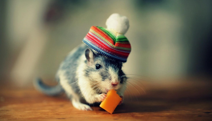 Funny Mouse Wallpaper