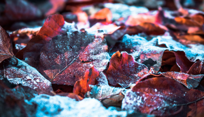 Autumn Frost Wallpaper