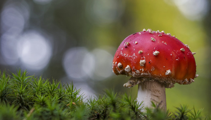 Macro Nature Wallpaper