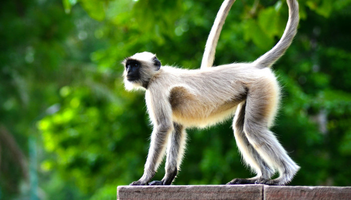 Spider Monkey Wallpaper