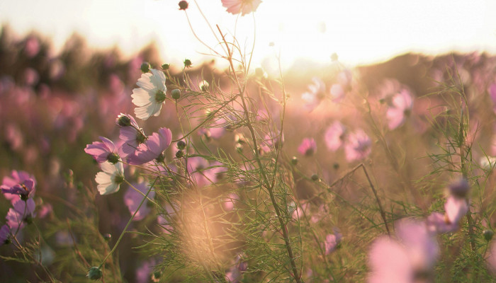 Light Flower Wallpaper