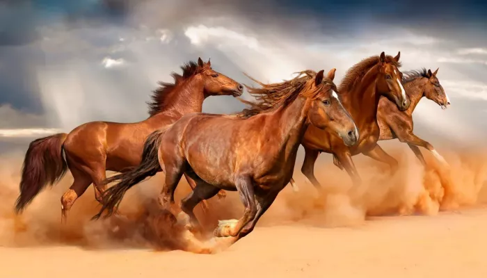 Running Horse Wallpaper