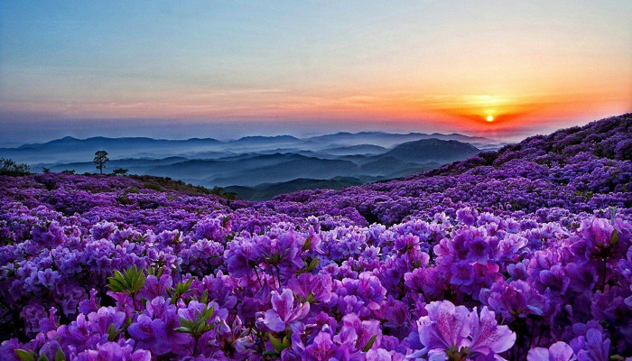 Purple Flower Landscape Wallpaper
