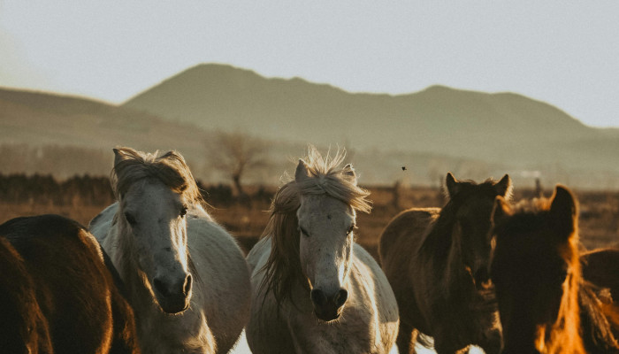 Wild Horses Wallpaper