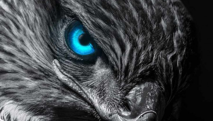 Eagle Dark Wallpaper