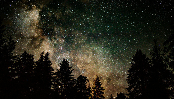 Starry Tree Wallpaper
