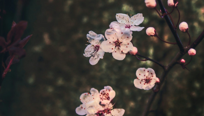 Pleasant Wallpaper