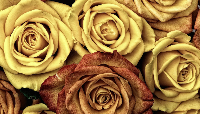 Golden Flower Wallpaper