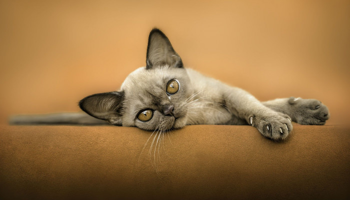 Devon Rex Wallpaper