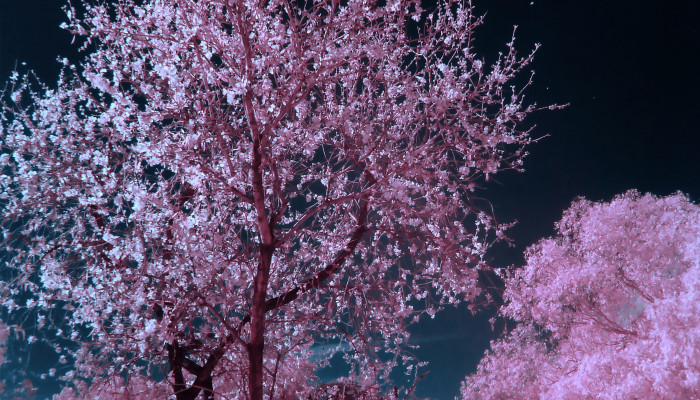 Pink Cherry Blossom Tree Wallpaper