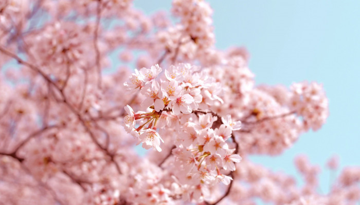 Blossom Tree Wallpaper