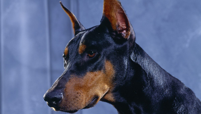 Doberman Pinscher Wallpaper