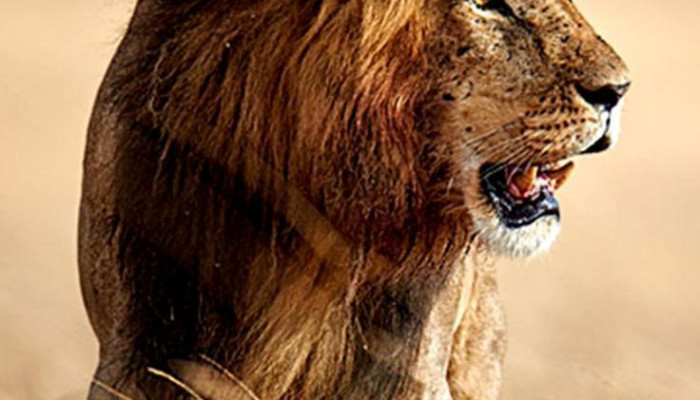 Wild Lion Wallpaper